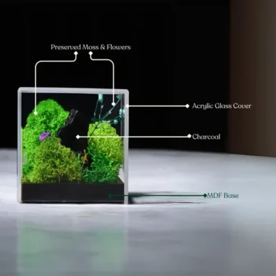 Buy Forever Terrarium Cube in bulk for Corporate Gifting | Corporate Gyft