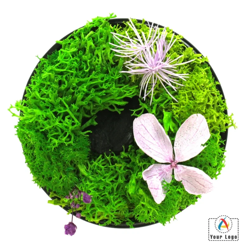 Buy Tin Cap Garden in bulk for Corporate Gifting | Corporate Gyft
