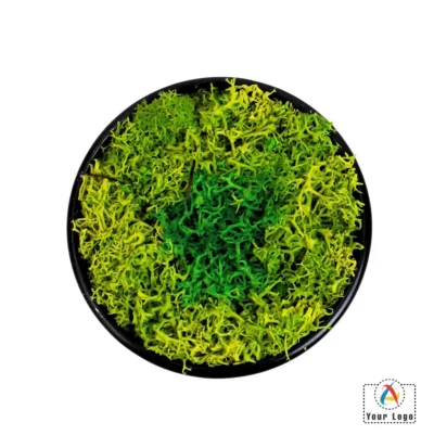 Buy Tin Cap Grass in bulk for Corporate Gifting | Corporate Gyft