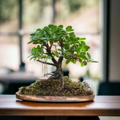 Buy Wooden Plate Ficus Bonsai Gift in bulk for Corporate Gifting | Corporate Gyft