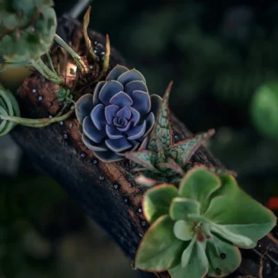 Buy Hand-carved Wooden Log Planter Gift in bulk for Corporate Gifting | Corporate Gyft