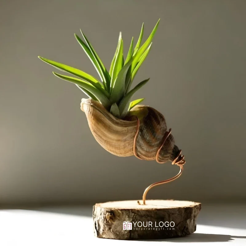 Buy Sea Shell Terrarium with Wooden Base in bulk for Corporate Gifting | Corporate Gyft
