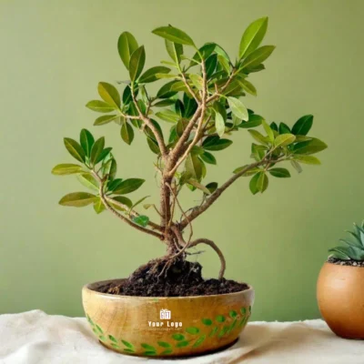 Buy Ficus Bonsai in Carved Mango Wood Bowl in bulk for Corporate Gifting | Corporate Gyft