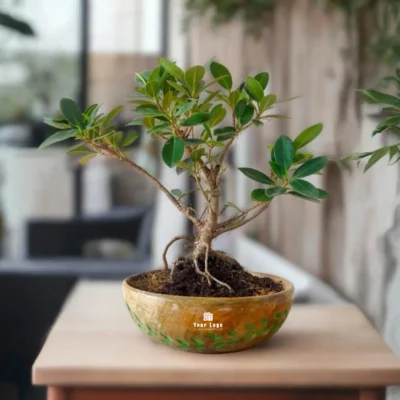 Buy Ficus Bonsai in Carved Mango Wood Bowl in bulk for Corporate Gifting | Corporate Gyft