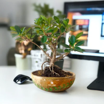 Buy Ficus Bonsai in Carved Mango Wood Bowl in bulk for Corporate Gifting | Corporate Gyft