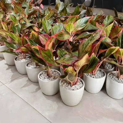 Buy Round Ceramic Planter with Aglaonema in bulk for Corporate Gifting | Corporate Gyft