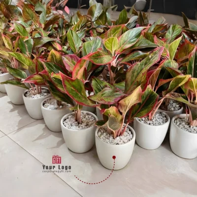 Buy Round Ceramic Planter with Aglaonema in bulk for Corporate Gifting | Corporate Gyft