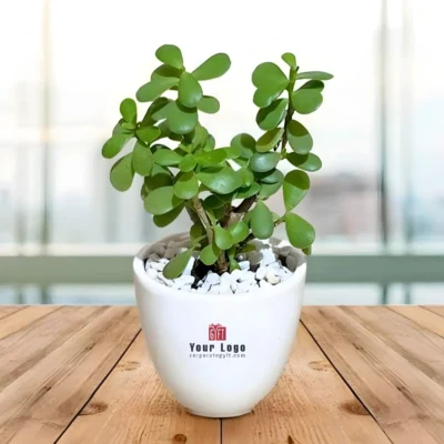 Buy Jade Plant in Ceramic Round Planter in bulk for Corporate Gifting | Corporate Gyft