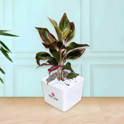 Buy Elegant Ceramic Pot with Aglaonema in bulk for Corporate Gifting | Corporate Gyft