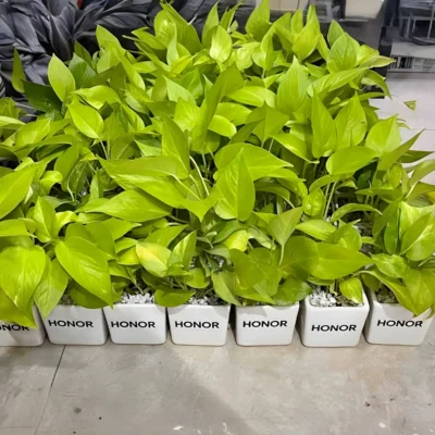 Buy Golden Money Plant in Ceramic Square Planter in bulk for Corporate Gifting | Corporate Gyft