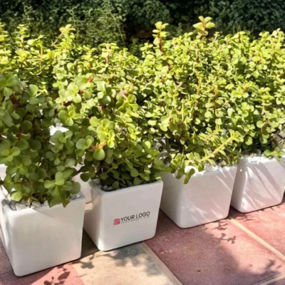 Buy Air-Purifying Jade Plant in Ceramic Pot in bulk for Corporate Gifting | Corporate Gyft