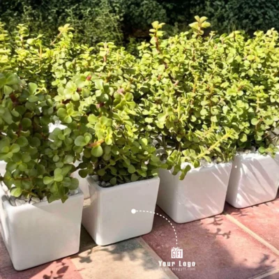 Buy Air-Purifying Jade Plant in Ceramic Pot in bulk for Corporate Gifting | Corporate Gyft