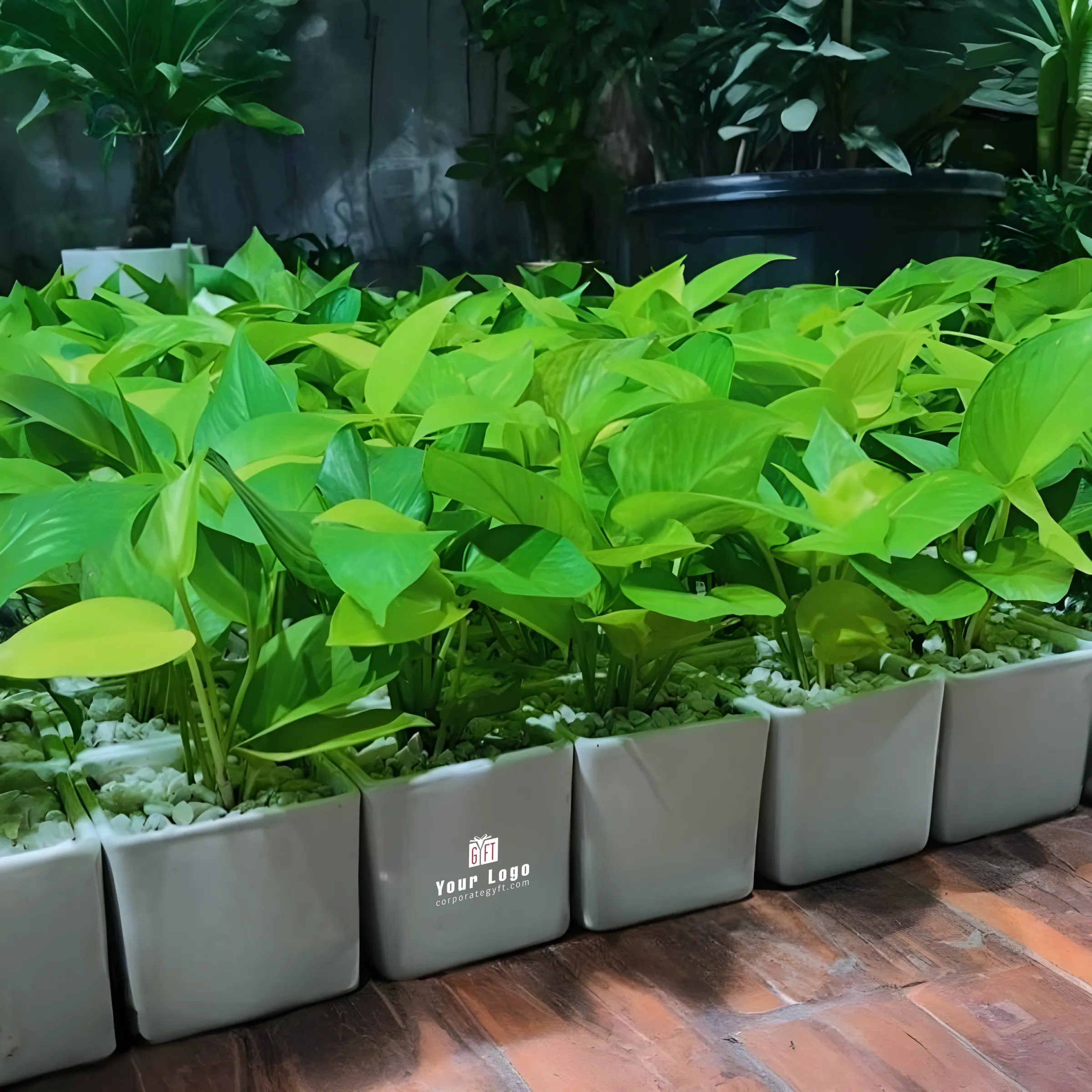 Ceramic Square Planter with Money Plant Buy Ceramic Square Planter with Money Plant in bulk for Corporate Gifting | Corporate Gyft