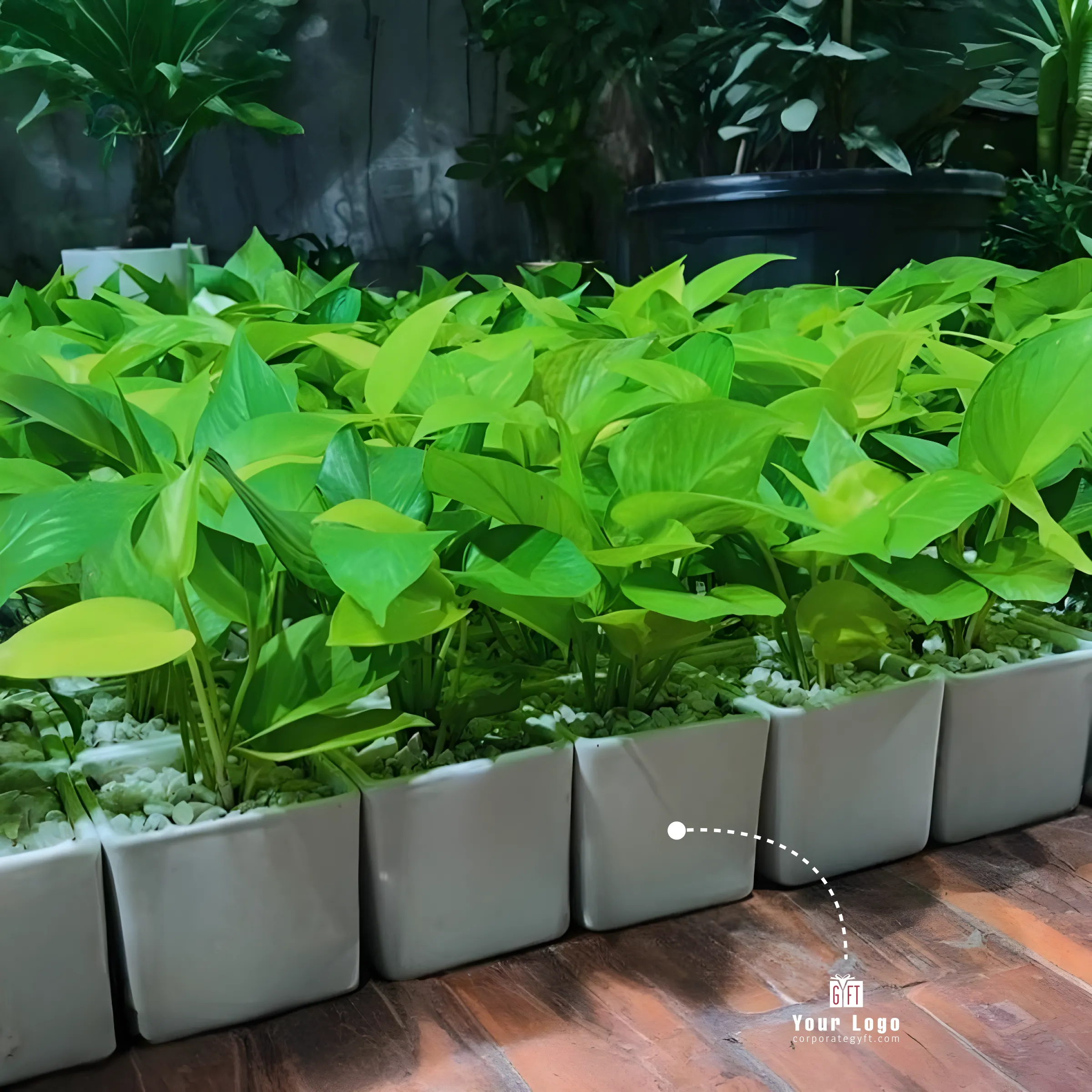 Ceramic Square Planter with Money Plant Buy Ceramic Square Planter with Money Plant in bulk for Corporate Gifting | Corporate Gyft