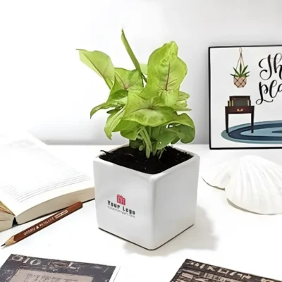 Buy Ceramic Square Pot with Syngonium in bulk for Corporate Gifting | Corporate Gyft