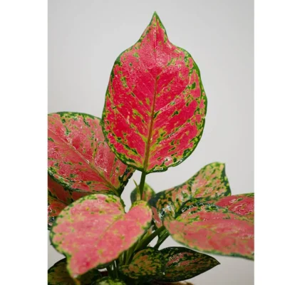 Buy Air-Purifying Aglaonema in Coir Planter in bulk for Corporate Gifting | Corporate Gyft