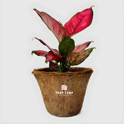 Buy Air-Purifying Aglaonema in Coir Planter in bulk for Corporate Gifting | Corporate Gyft