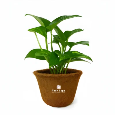 Buy Eco-Friendly Money Plant in Coir Pot in bulk for Corporate Gifting | Corporate Gyft