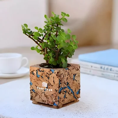 Buy Natural Cork Planter with Jade in bulk for Corporate Gifting | Corporate Gyft