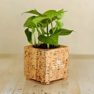 Buy Air-Purifying Money Plant in Cork Planter in bulk for Corporate Gifting | Corporate Gyft