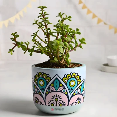Buy Indoor Jade Plant in Terracotta Pot in bulk for Corporate Gifting | Corporate Gyft