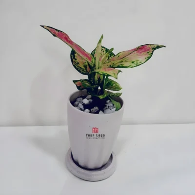 Buy Air-Purifying Aglaonema in Rice Husk Planter in bulk for Corporate Gifting | Corporate Gyft