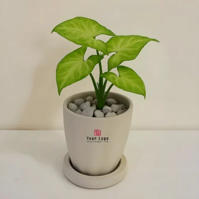Buy Sustainable Rice Husk Planter with Syngonium in bulk for Corporate Gifting | Corporate Gyft