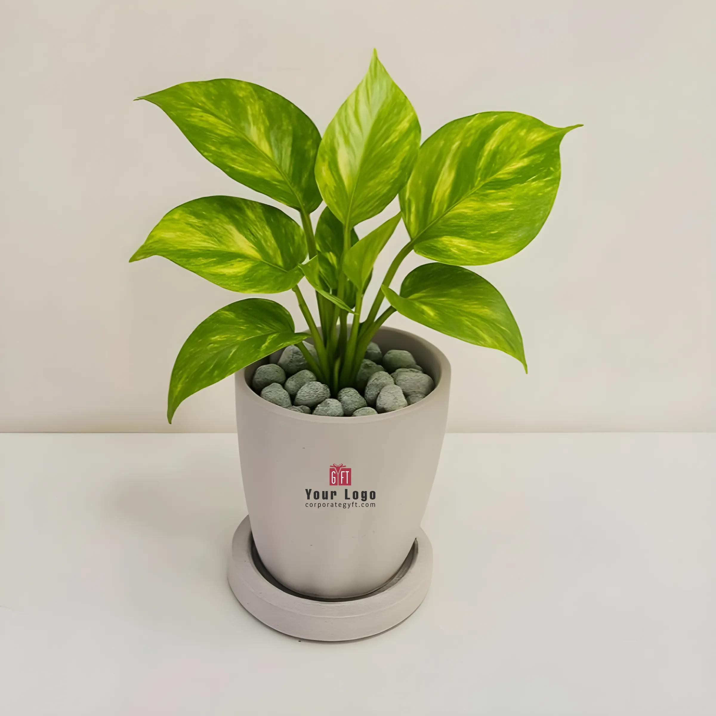 Rice Husk Pot with Variegated Money Plant Buy Rice Husk Pot with Variegated Money Plant in bulk for Corporate Gifting | Corporate Gyft