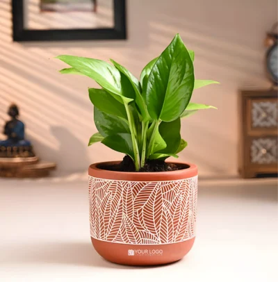 Buy Terracotta Money Plant Gift Pot in bulk for Corporate Gifting | Corporate Gyft