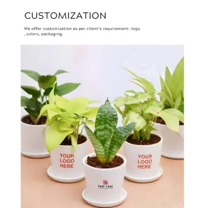 Buy Golden Money Plant in Ceramic Square Planter in bulk for Corporate Gifting | Corporate Gyft