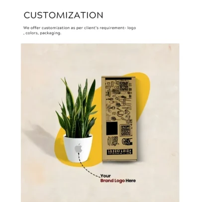 Buy Golden Money Plant in Ceramic Square Planter in bulk for Corporate Gifting | Corporate Gyft