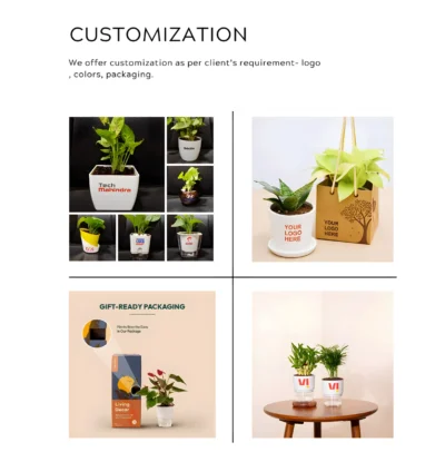 Buy Golden Money Plant in Ceramic Square Planter in bulk for Corporate Gifting | Corporate Gyft