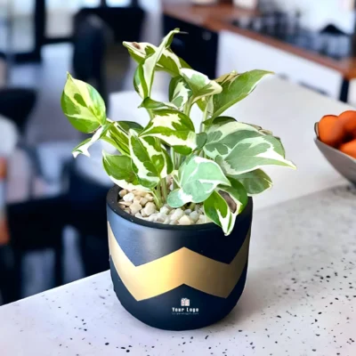 Buy Terracotta Pot with Variegated Money Plant in bulk for Corporate Gifting | Corporate Gyft