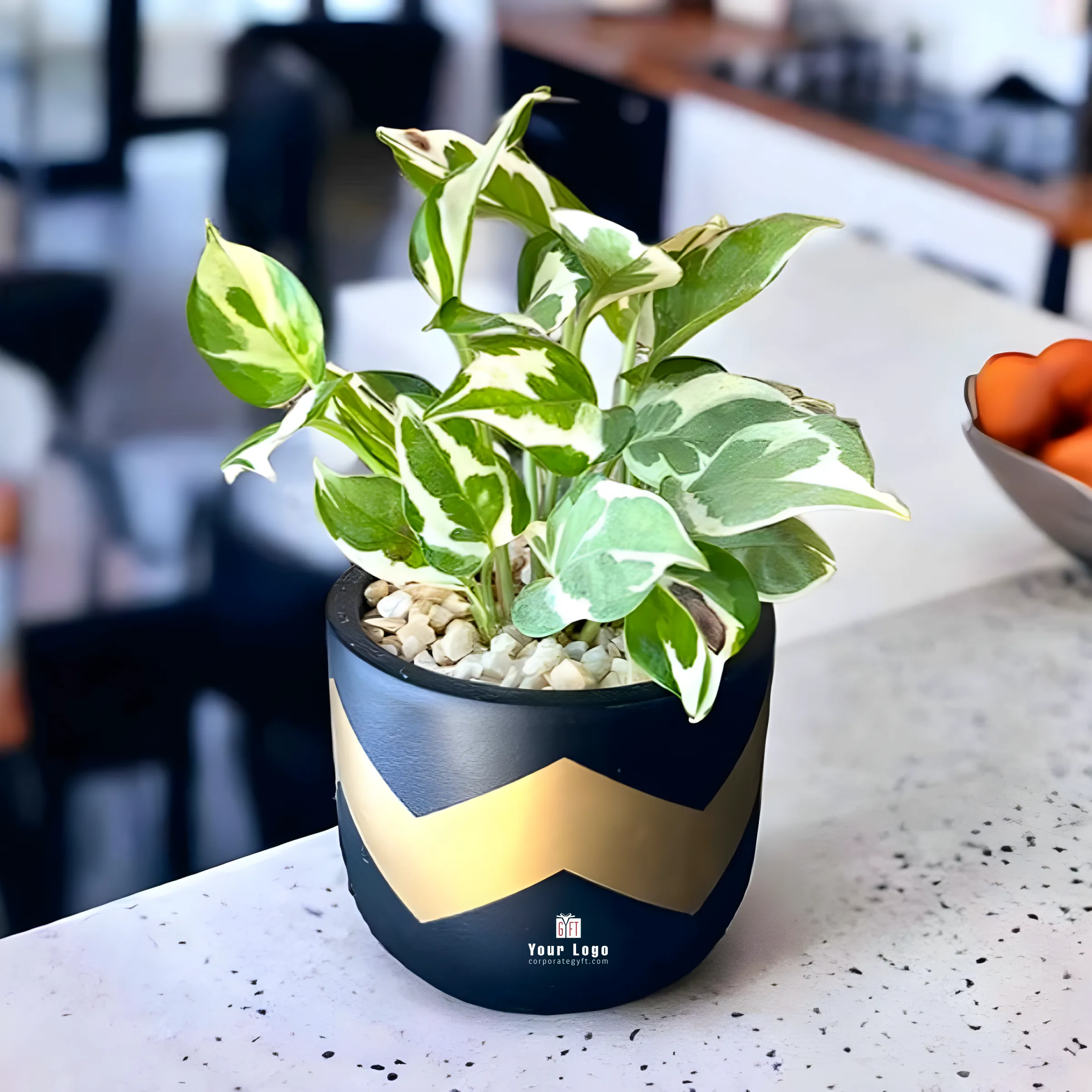 Terracotta Pot with Variegated Money Plant Buy Terracotta Pot with Variegated Money Plant in bulk for Corporate Gifting | Corporate Gyft