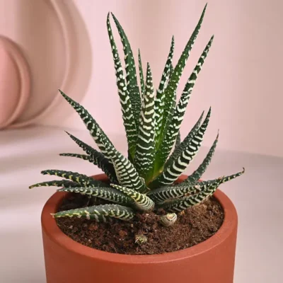 Buy Zebra Haworthia Terracotta Planter in bulk for Corporate Gifting | Corporate Gyft