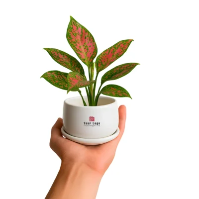 Buy Air-Purifying Aglaonema in Ceramic Cup in bulk for Corporate Gifting | Corporate Gyft