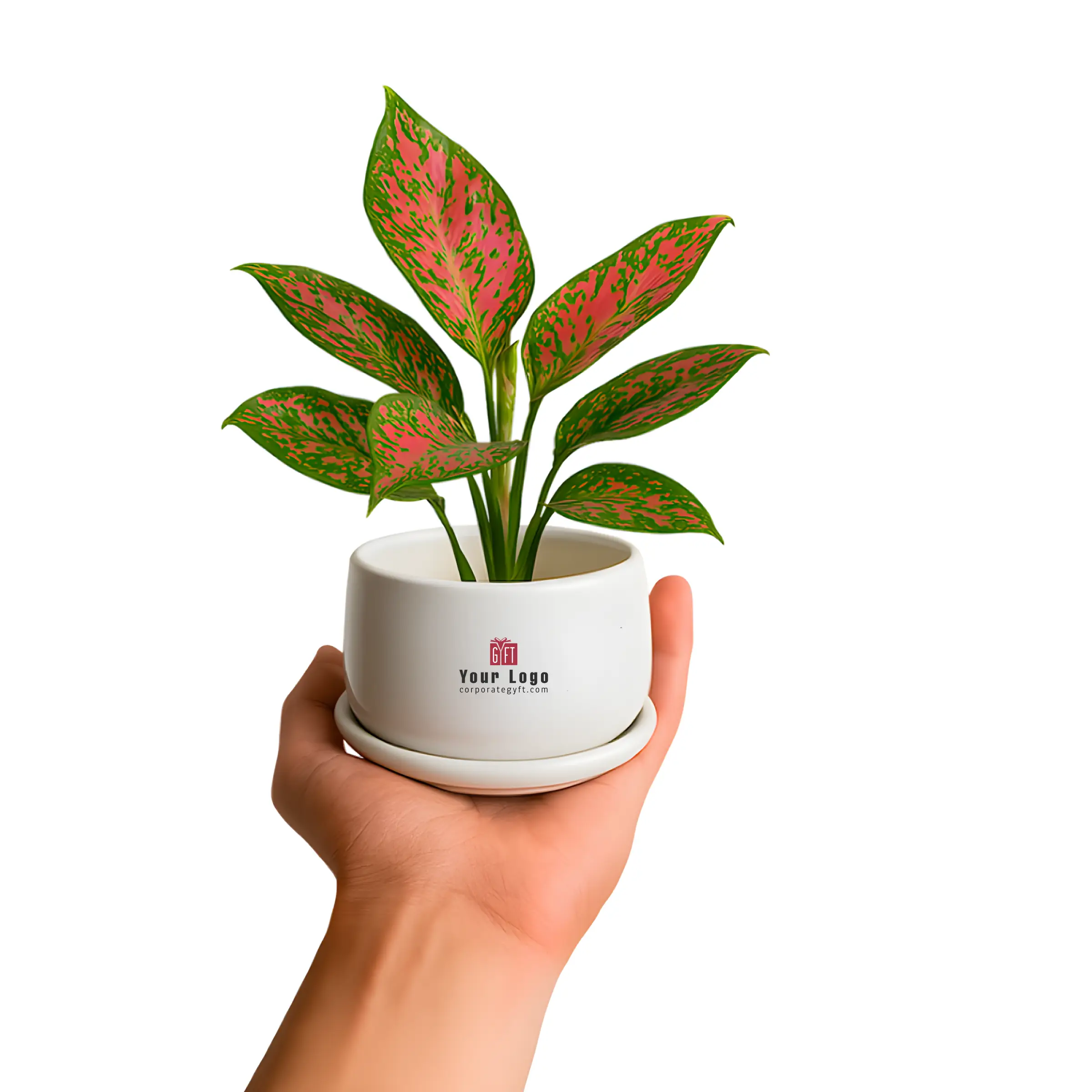Air-Purifying Aglaonema in Ceramic Cup Buy Air-Purifying Aglaonema in Ceramic Cup in bulk for Corporate Gifting | Corporate Gyft