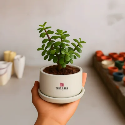 Buy Live Jade Plant in Ceramic Pot in bulk for Corporate Gifting | Corporate Gyft
