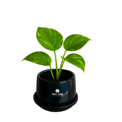 Buy Mini Money Plant in Ceramic Pot in bulk for Corporate Gifting | Corporate Gyft