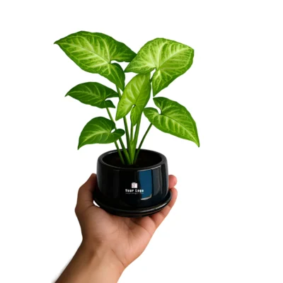 Buy Live Syngonium in Ceramic Planter in bulk for Corporate Gifting | Corporate Gyft