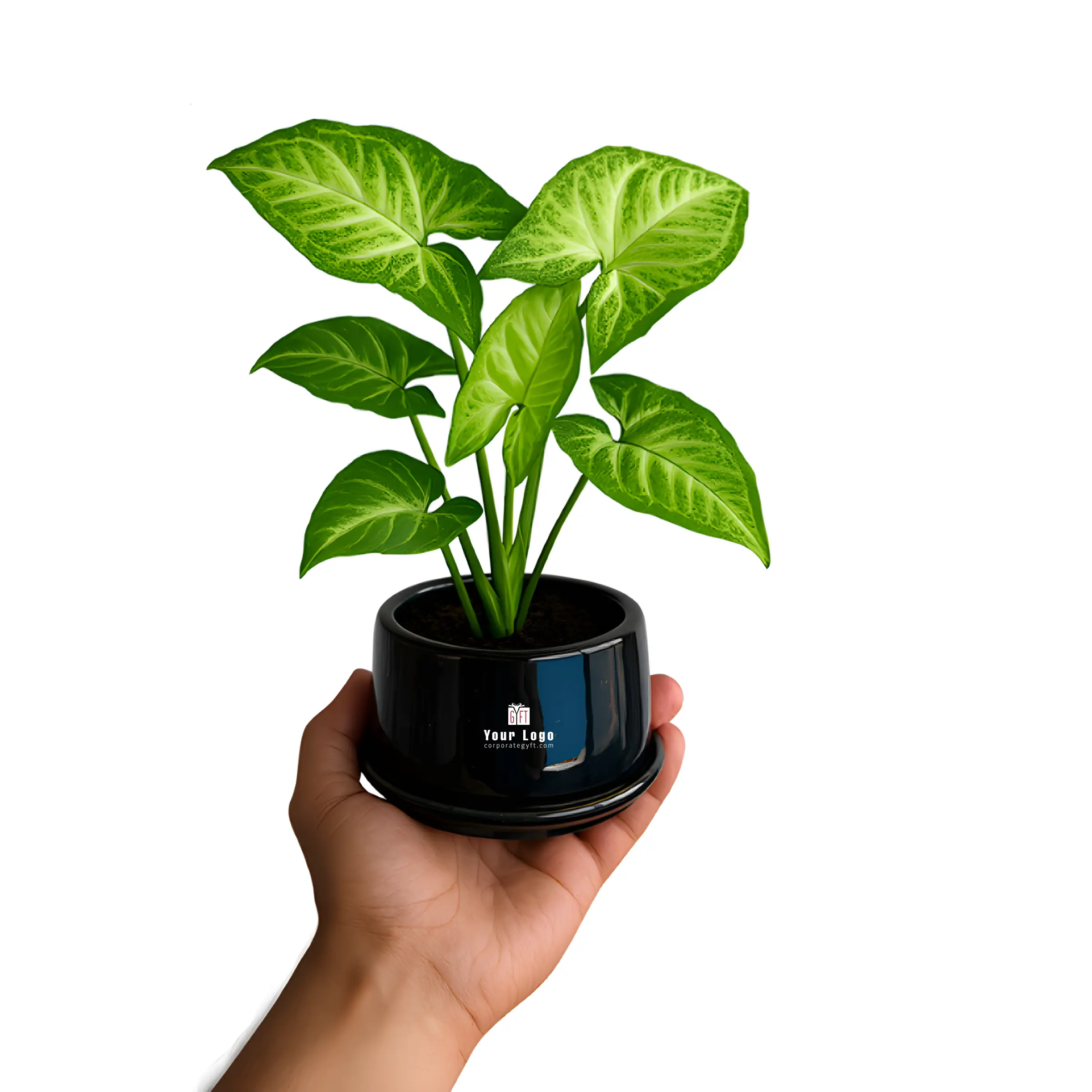 Live Syngonium in Ceramic Planter Buy Live Syngonium in Ceramic Planter in bulk for Corporate Gifting | Corporate Gyft