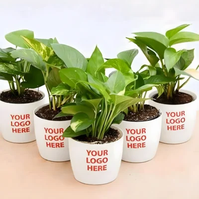 Buy Ceramic Round Pot with Money Plant in bulk for Corporate Gifting | Corporate Gyft