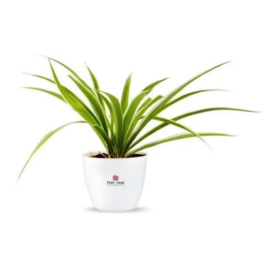 Buy Premium Ceramic Planter with Spider Plant in bulk for Corporate Gifting | Corporate Gyft
