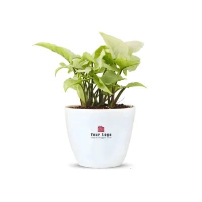 Buy Live Syngonium Plant in Ceramic Pot in bulk for Corporate Gifting | Corporate Gyft