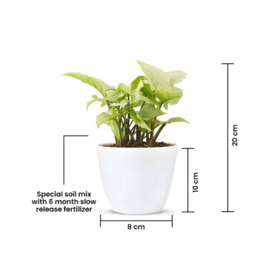 Buy Live Syngonium Plant in Ceramic Pot in bulk for Corporate Gifting | Corporate Gyft