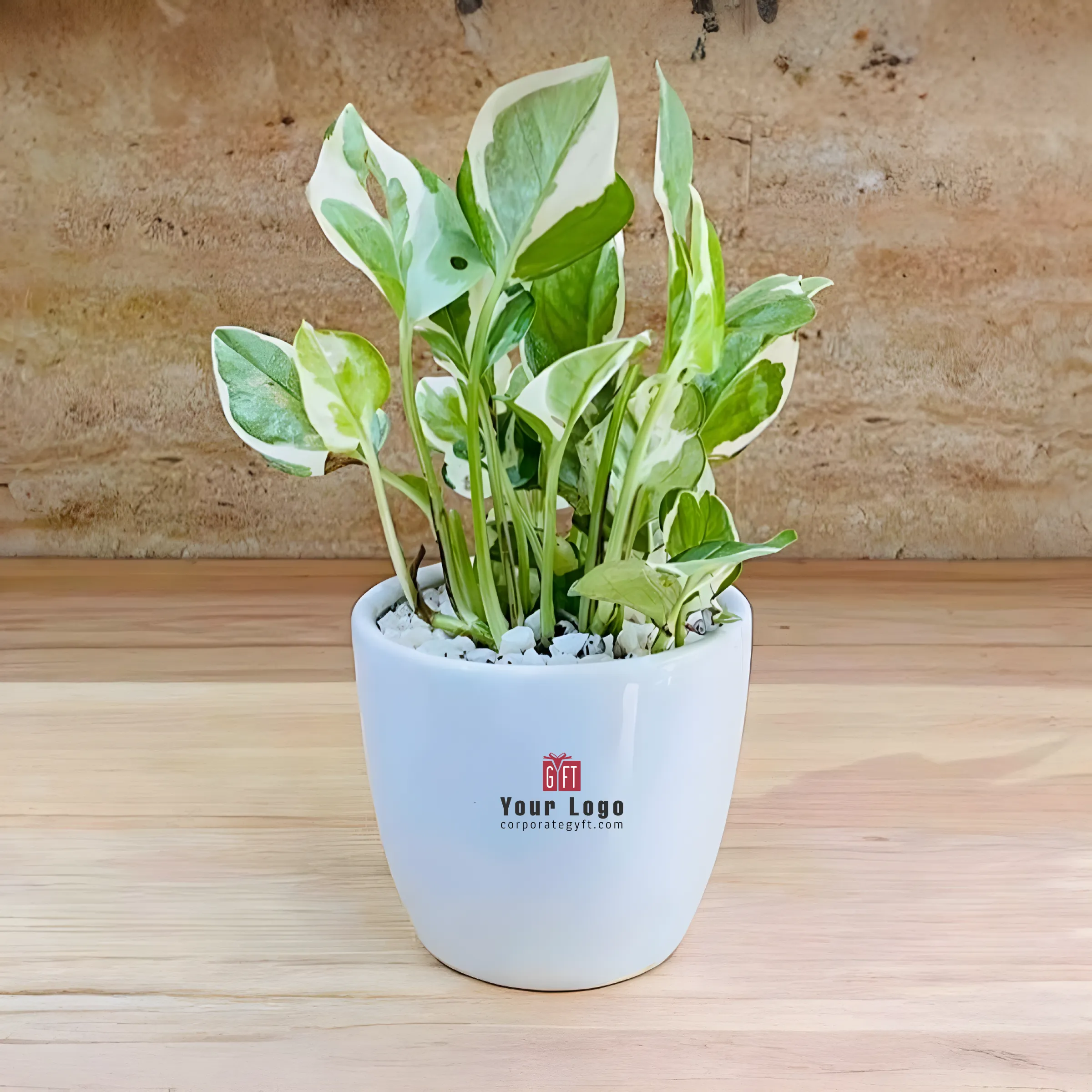 Variegated Money Plant in Ceramic Round Planter Buy Variegated Money Plant in Ceramic Round Planter in bulk for Corporate Gifting | Corporate Gyft
