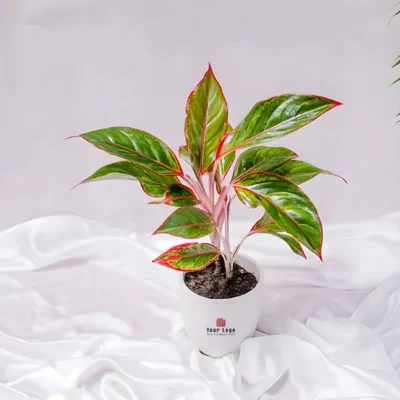 Buy Indoor Aglaonema Ceramic Planter in bulk for Corporate Gifting | Corporate Gyft