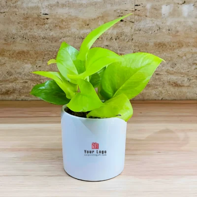 Buy Cylindrical Ceramic Pot with Golden Money Plant in bulk for Corporate Gifting | Corporate Gyft