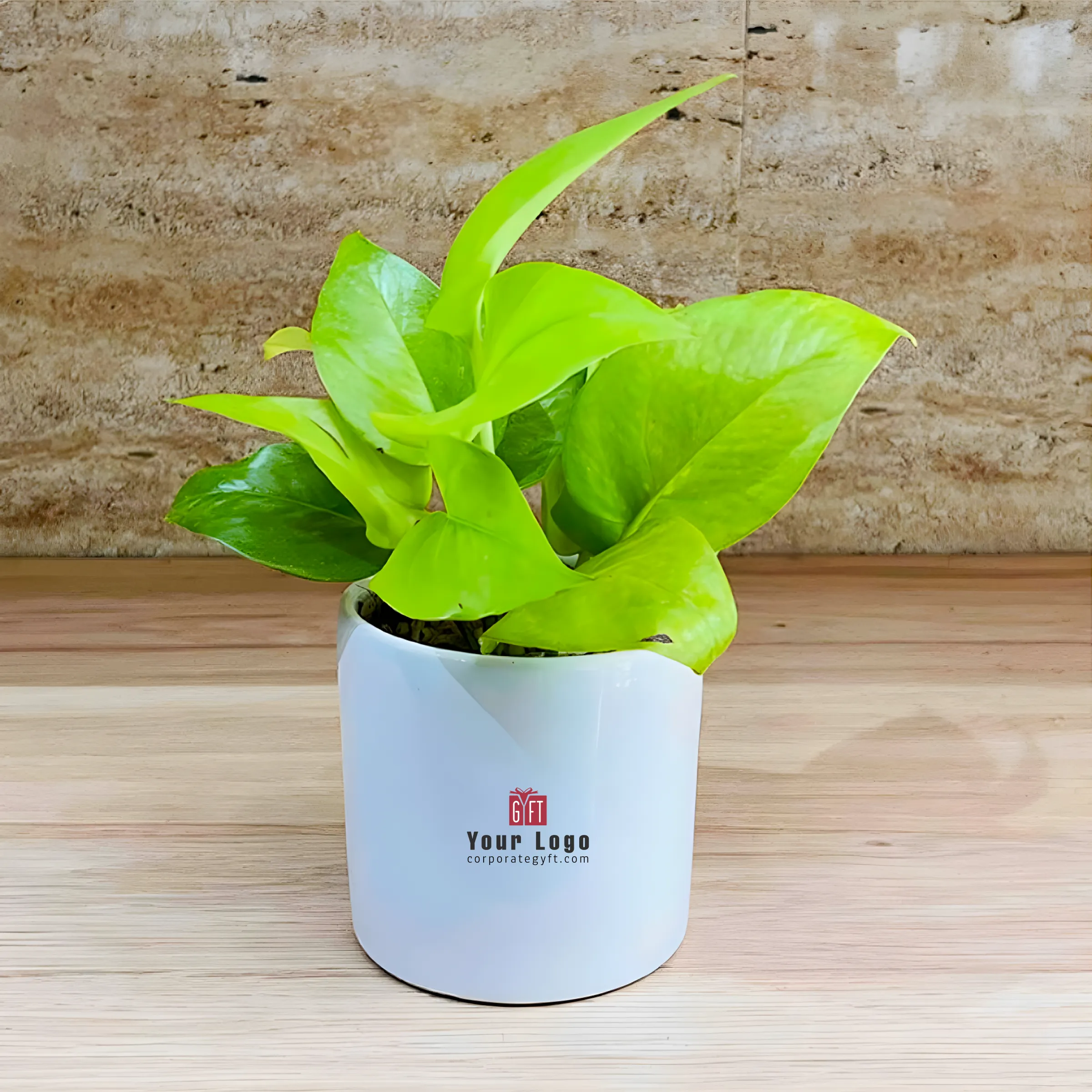 Cylindrical Ceramic Pot with Golden Money Plant Buy Cylindrical Ceramic Pot with Golden Money Plant in bulk for Corporate Gifting | Corporate Gyft