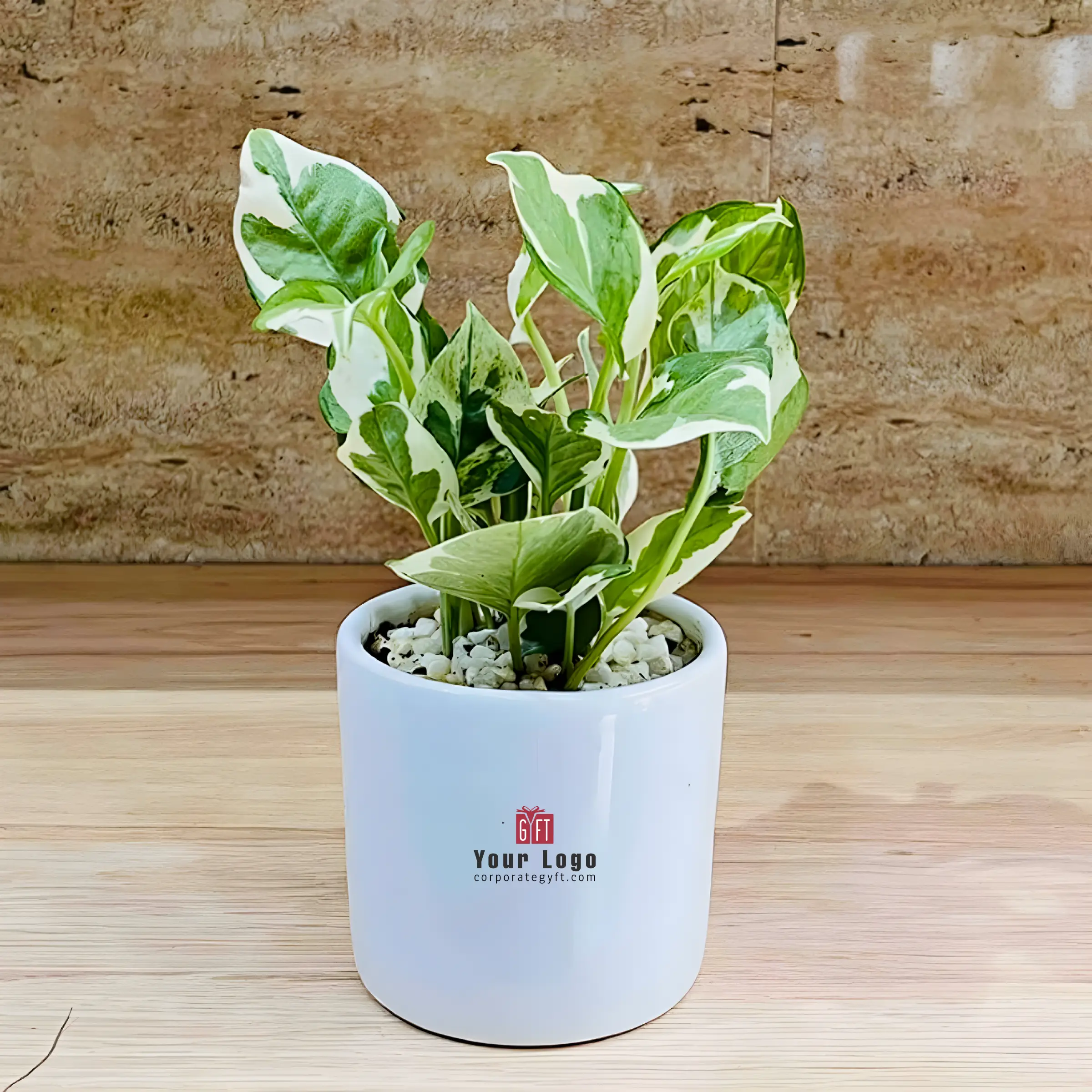 Variegated Money Plant in Ceramic Pot Buy Variegated Money Plant in Ceramic Pot in bulk for Corporate Gifting | Corporate Gyft